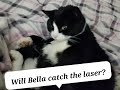 Tuxedo Cat Bella Is Trying To Eat The Laser