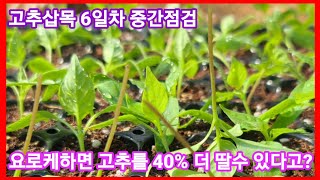 고추수확 40%늘리려면 고추삽목 6일차 중간점검~고추 재배방법 귀농귀촌 전원일기 주말농사 텃밭