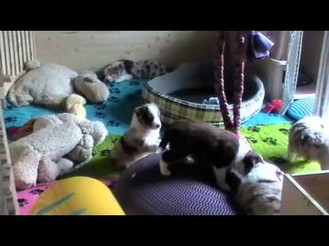 C-litter of Silent Storm 4,5 weeks old