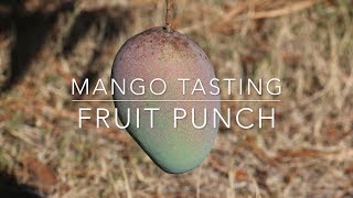 Tasting Florida Mangos - Fruit Punch Mango