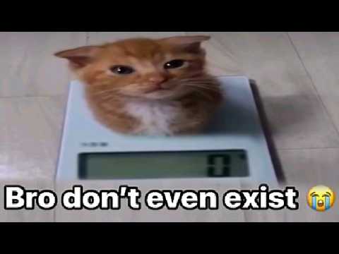 Cat Memes