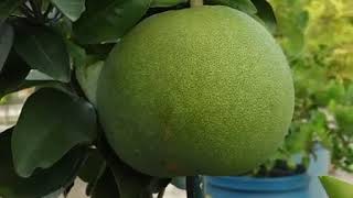 ছাদ কৃষি