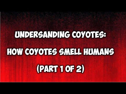 Understanding Coyotes:  How Coyotes Smell Humans