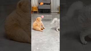 Download lagu Kasian Oyen selalu kena bola #cat #oyenbarbar #kucing #oyenlucu #kucinglucu #oyenbesar #catlover mp3