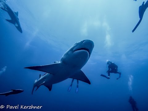 Shark Dive in Jupiter, FL on Emerald Charters