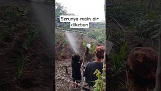 Download lagu The fun of playing in the water in the garden #shorts #trendingshorts mp3