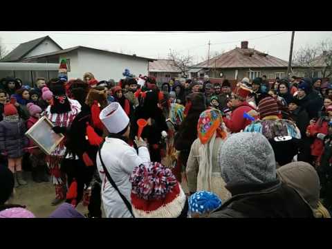 Ursii din Coada Stancii 2016