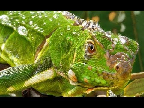 Die Karibik - Die Rückkehr der Blumentiere [Doku Natur 2017] | NEU | HD