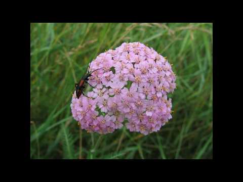 The Beauty of the Urals Nature