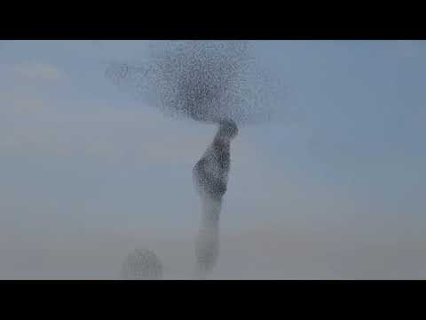 Salento, la danza degli storni è uno spettacolo: "Ma tanti danni all'agricoltura"