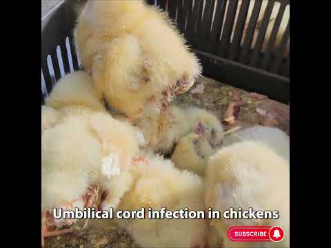, title : 'Omphalitis #noncontagious infection#poultry#chickens'