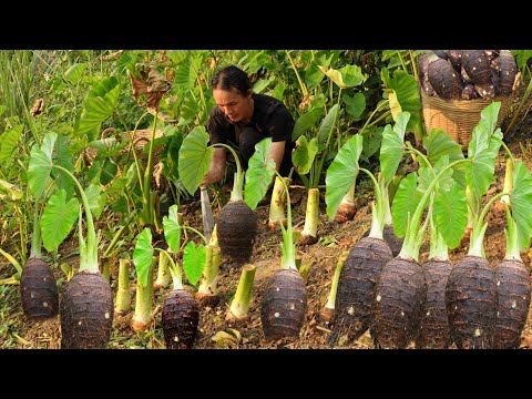 Harvesting Taro & Selling Ducks at the Market – Cooking