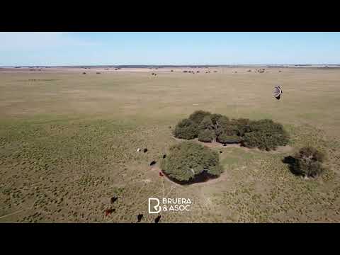 1296 HA - Quehué, La Pampa