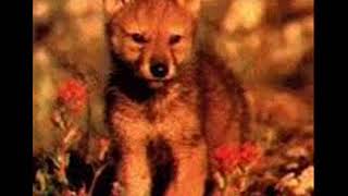 Chimène Badi &amp; la troupe de Cats - Ma vie