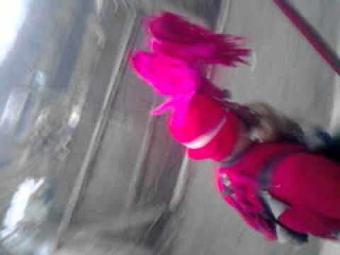 turci din carapcesti by dory 3