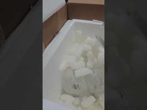 SBB corals Video Testimonial #18