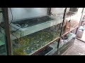 Cara Buka Toko Ikan Hias