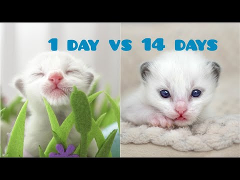 Ragdoll Kittens Colours and Patterns Development from Newborn to Two Weeks