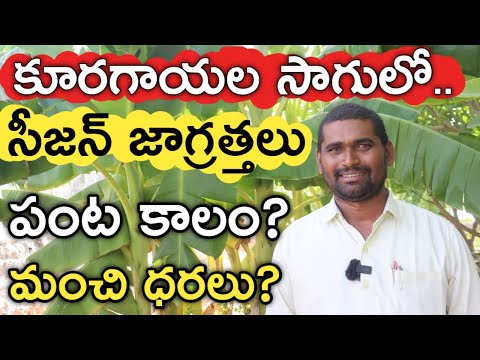 వానాకాలం కూరగాయల సాగులో జాగ్రత్తగా ఉండాలి | Vegetables Farming Season