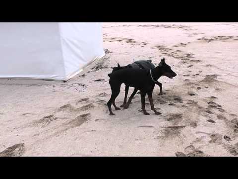 Indi & Garo, Albena, Jan 2012 - 7