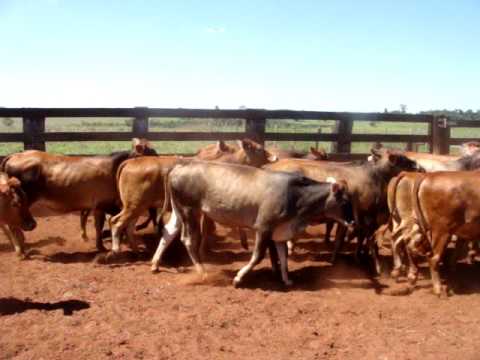 estancia la negra paraguay