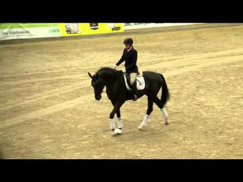 Da Silva Hengstpräsentation 2016