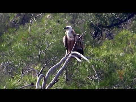 Griffon Vulture (Gyps fulvus) Γύπας - Γύπας ο πυρόχρους - Όρνιο - Cyprus