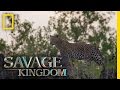 No Place Like Leopard Rock Savage Kingdom