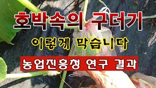 [텃밭농부 1,958]  호박속의 구더기 생기는 것을 막는 방법. #맷돌호박재배