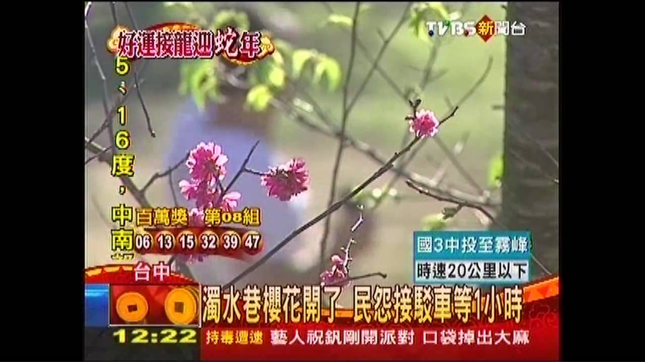 濁水巷櫻花開放　民怨接駁車等1小時