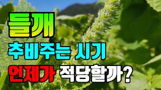척박한 땅의 들깨웃거름주세요 / 들깨웃거름주는시기 / 곧 들깨적심도해야합니다