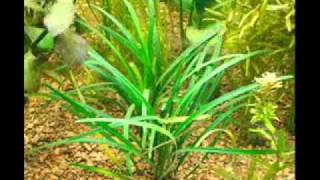 Silent Circle - Hide Away Man is Coming (full extended verison)