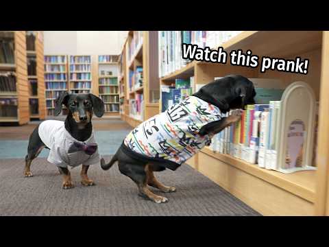 Ep 35: The Dogs Get into TROUBLE AT THE LIBRARY!