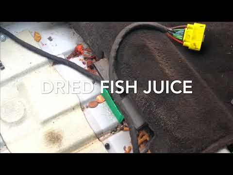 Remove Fish Odor | Smelly Car | Vehicle Cleaning