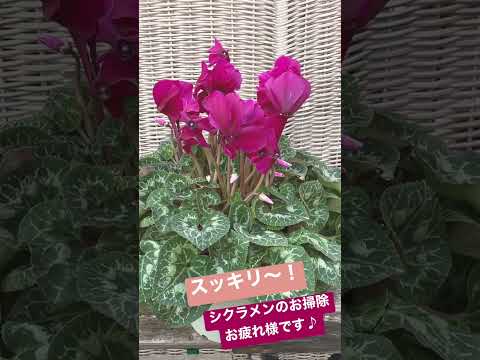 屋外の多年生シクラメンを植えて維持し、オープンスペースを強化するにはどうすればよいですか?  庭園