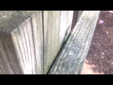 Commercial Kitchen Gets Pavement Ants in Point Pleasant Beach, NJ