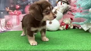 ハーフ犬の動画01