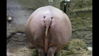 I Want A Hippopotamus For Christmas