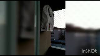 PARDO BABY SHARK 074 (GRAVADO DIA 17/07/21)