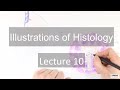 Histology: Male Reproduction