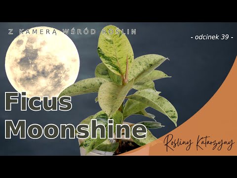 Moonshine z Biedronki 🌕🌱 pięknie wybarwiony Fikus Sprężysty 💚 - 🪴 ZKWR 39
