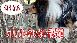 【シェルティ】オルソンのいない散歩道【フランス田舎暮らし🇫🇷】#犬の散歩 #賢い犬 #犬のいる暮らし #マイペースな犬