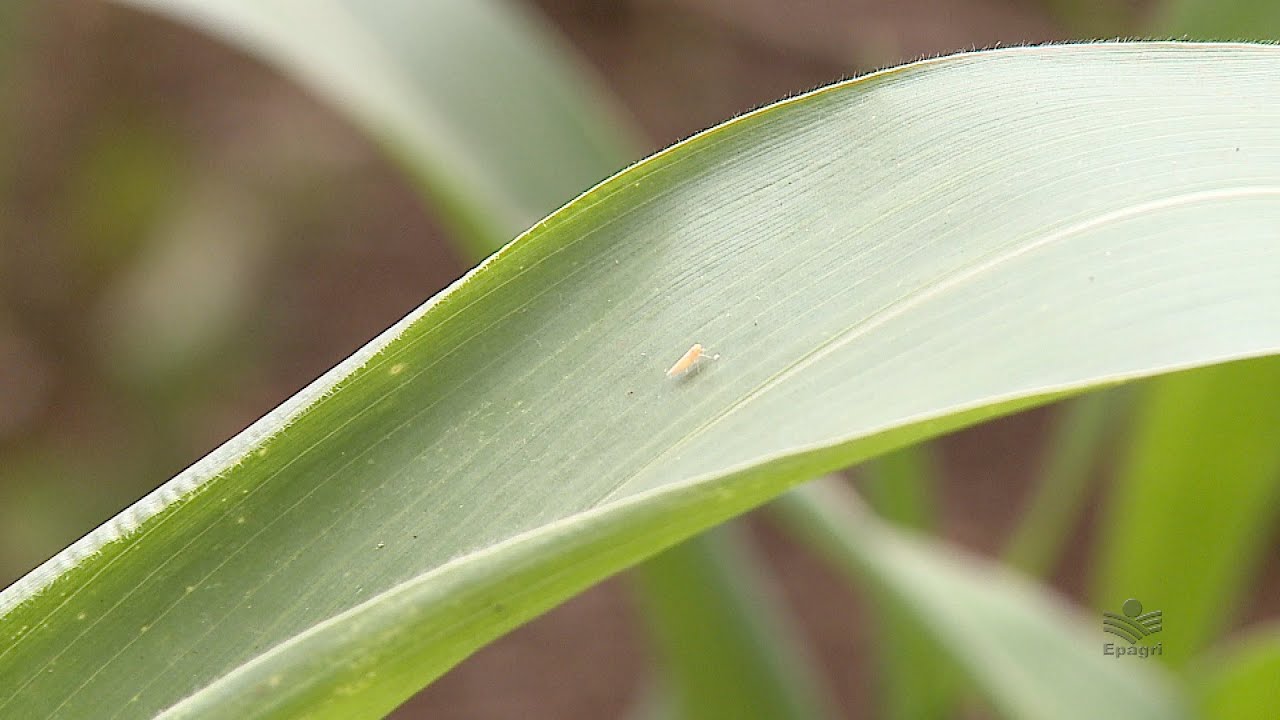 Cigarrinha-do-milho: infestação nas lavouras em SC