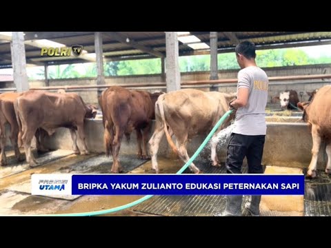 SATLANTAS POLRES GROBOGAN KETAHANAN PANGAN PETERNAKAN SAPI