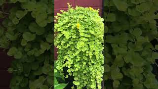 Lysimachia nummularia “creeping jenny”