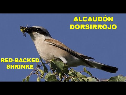ALCAUDÓN DORSIRROJO | RED-BACKED SHRINKE | Laniu
