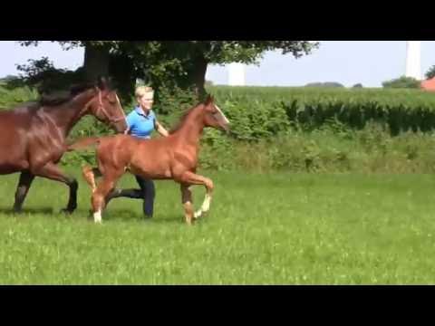 v. Vilancio- Compliment