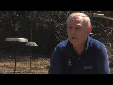 download lagu mp3 mp4 What Do Cardinals Eat In The Winter, download lagu What Do Cardinals Eat In The Winter gratis, unduh video klip What Do Cardinals Eat In The Winter