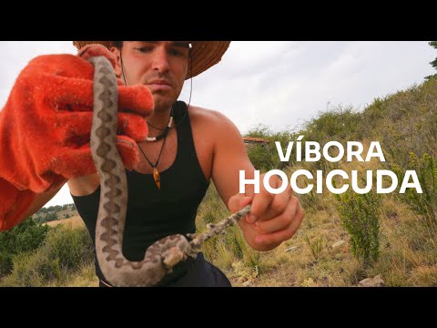 ALONE on the Mountain Hunting VIPERS Ep3, SNOUTED VIPER