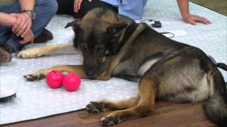 infactory 3in1-Tierbürste mit Ionisator und Anti-Floh-Funktion